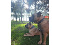 cane-corso-kane-korso-vrhunski-stenci-small-4