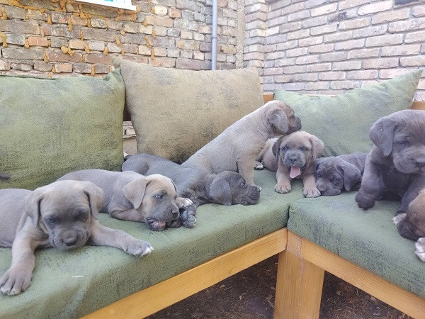 cane-corso-kane-korso-vrhunski-stenci-big-1