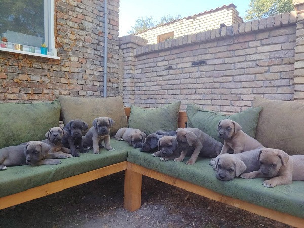 cane-corso-kane-korso-vrhunski-stenci-big-0