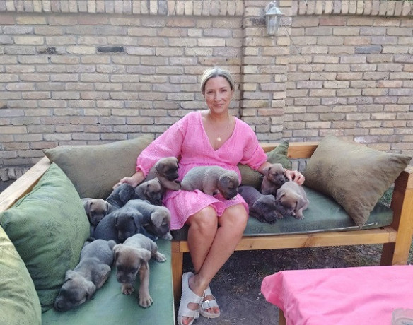 cane-corso-kane-korso-vrhunski-stenci-big-3