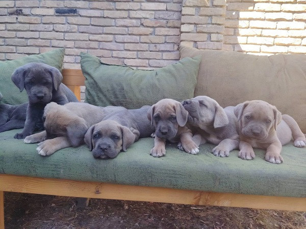 cane-corso-kane-korso-vrhunski-stenci-big-2