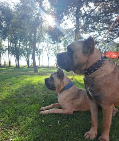 cane-corso-kane-korso-vrhunski-stenci-big-4
