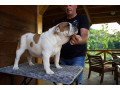 engleski-buldog-zenka-small-1