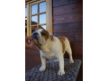 engleski-buldog-zenka-small-2