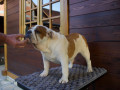 engleski-buldog-zenka-small-0