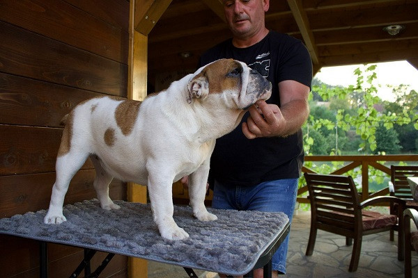 engleski-buldog-zenka-big-1