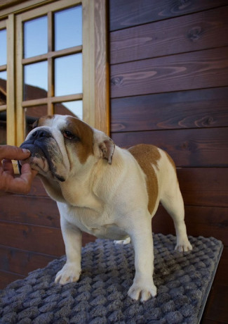 engleski-buldog-zenka-big-2