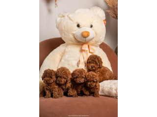 Crvene patuljaste i toy pudle ! !!