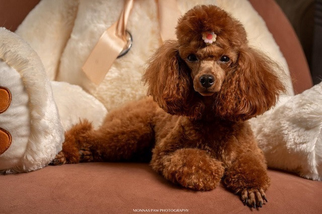 crvene-patuljaste-i-toy-pudle-big-2