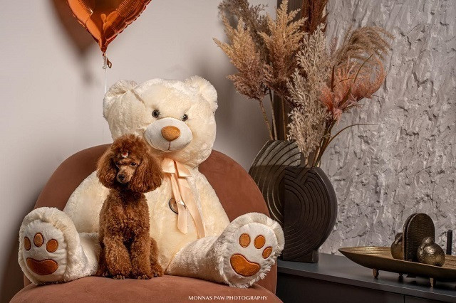 crvene-patuljaste-i-toy-pudle-big-1