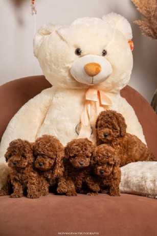 crvene-patuljaste-i-toy-pudle-big-0