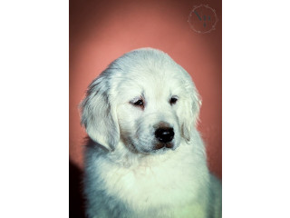 Zlatni retriver prelepi stenci