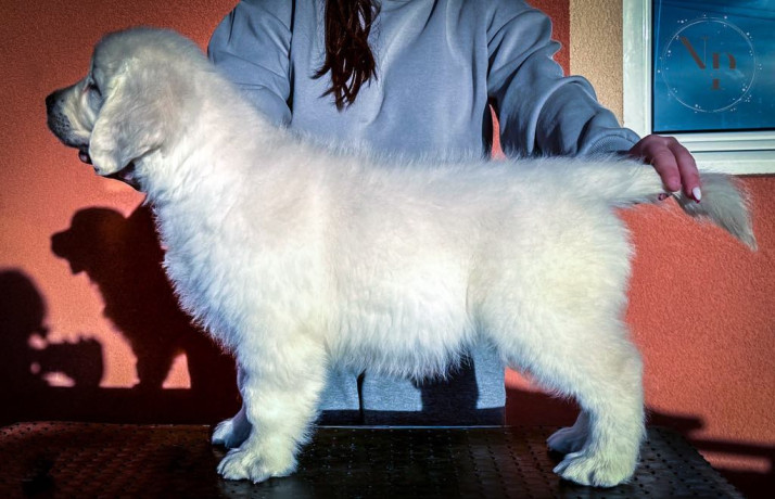 zlatni-retriver-prelepi-stenci-big-2