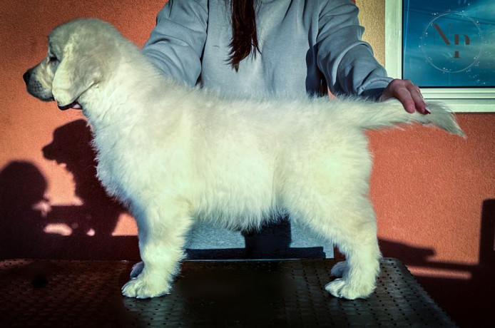 zlatni-retriver-prelepi-stenci-big-4