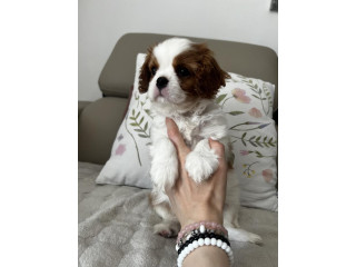 Kavalijer španijel kralja Čarlsa !