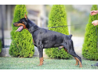 Doberman štenci