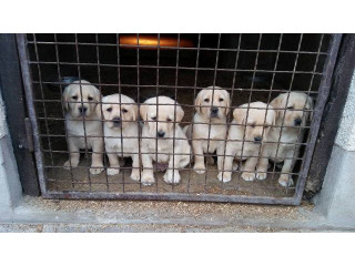 Labrador Retriver štenci