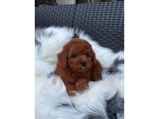 Crvena TOY PUDLA, prelepi štenci !