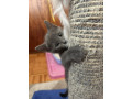 ruski-plavi-macici-small-3