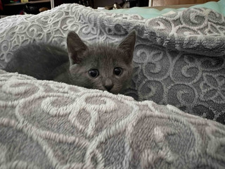 Ruski plavi mačići