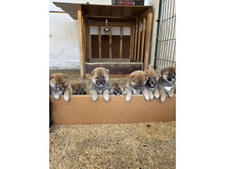 SHIBA INU, vrhunski štenci
