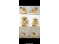 prodajem-stence-pomeranca-small-1