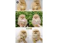 prodajem-stence-pomeranca-small-3