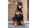prodaju-se-prelepi-stenci-dobermana-stari-3-meseca-small-3