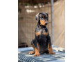 prodaju-se-prelepi-stenci-dobermana-stari-3-meseca-small-0