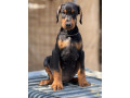 prodaju-se-prelepi-stenci-dobermana-stari-3-meseca-small-2
