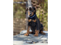 prodaju-se-prelepi-stenci-dobermana-stari-3-meseca-small-4