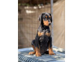 prodaju-se-prelepi-stenci-dobermana-stari-3-meseca-small-1
