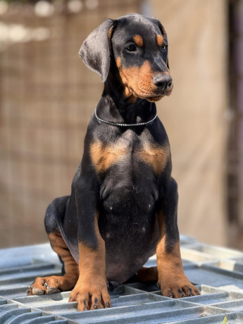 prodaju-se-prelepi-stenci-dobermana-stari-3-meseca-big-3