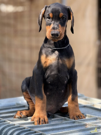 prodaju-se-prelepi-stenci-dobermana-stari-3-meseca-big-2