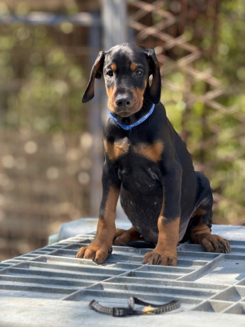 prodaju-se-prelepi-stenci-dobermana-stari-3-meseca-big-4