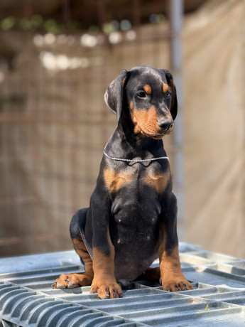 prodaju-se-prelepi-stenci-dobermana-stari-3-meseca-big-1