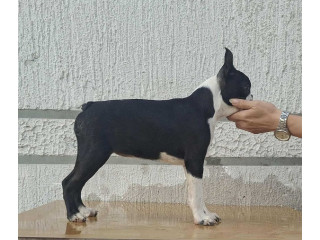 Bostonski terijer štenci