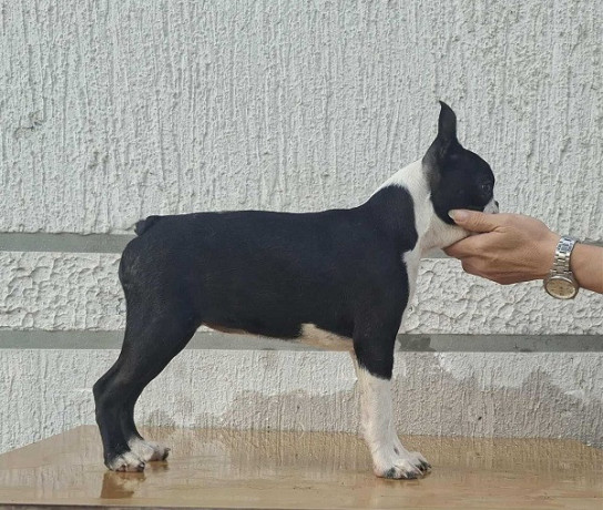 bostonski-terijer-stenci-big-0