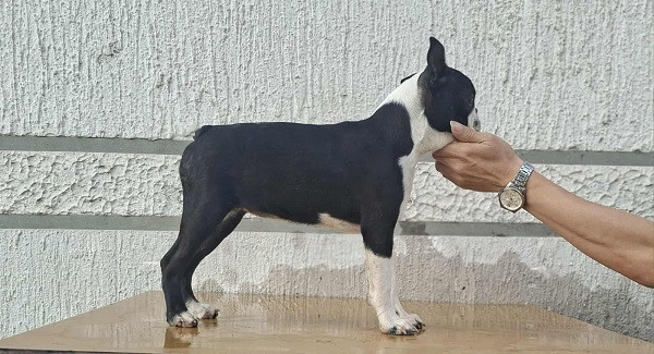 bostonski-terijer-stenci-big-1