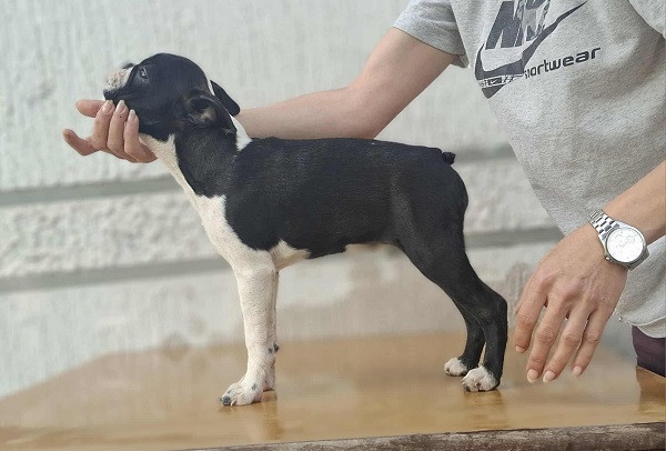 bostonski-terijer-stenci-big-3