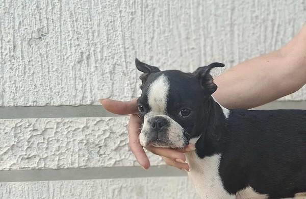 bostonski-terijer-stenci-big-2