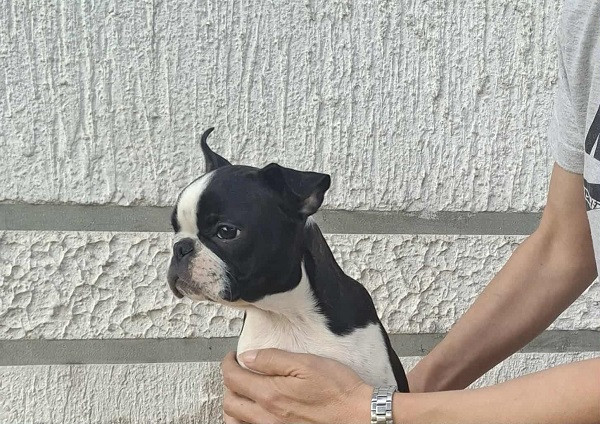 bostonski-terijer-stenci-big-4