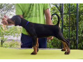 doberman-stenci-sampionskog-porekla-small-1