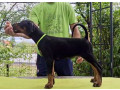 doberman-stenci-sampionskog-porekla-small-0