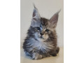 maine-coon-macici-izuzetnih-krvnih-linija-small-4