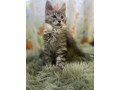 maine-coon-macici-izuzetnih-krvnih-linija-small-3