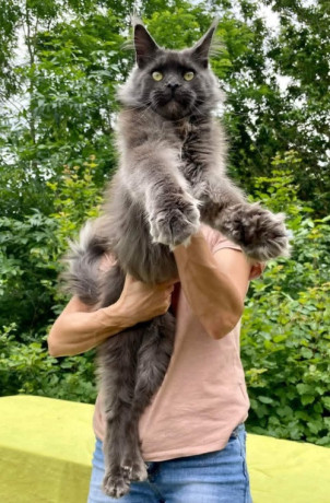 maine-coon-macici-izuzetnih-krvnih-linija-big-1