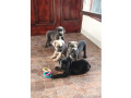 cane-corso-stenci-small-0