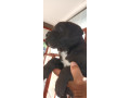 cane-corso-stenci-small-2