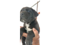 cane-corso-stenci-small-1